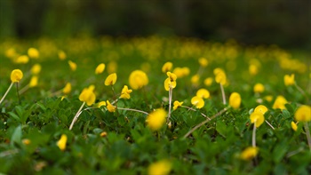 <i>Arachis duranensis</i>